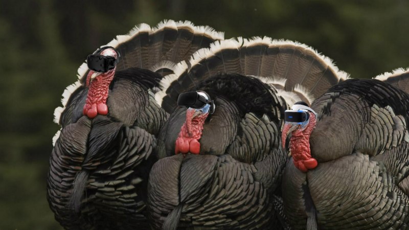 Meleagris gallopavo