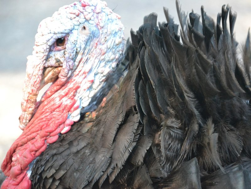 Meleagris gallopavo Linnaeus