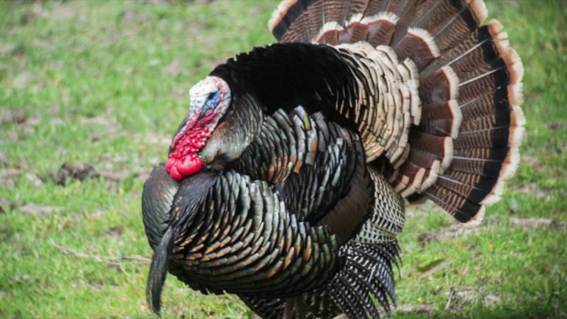Индейка обыкновенная meleagris gallopavo