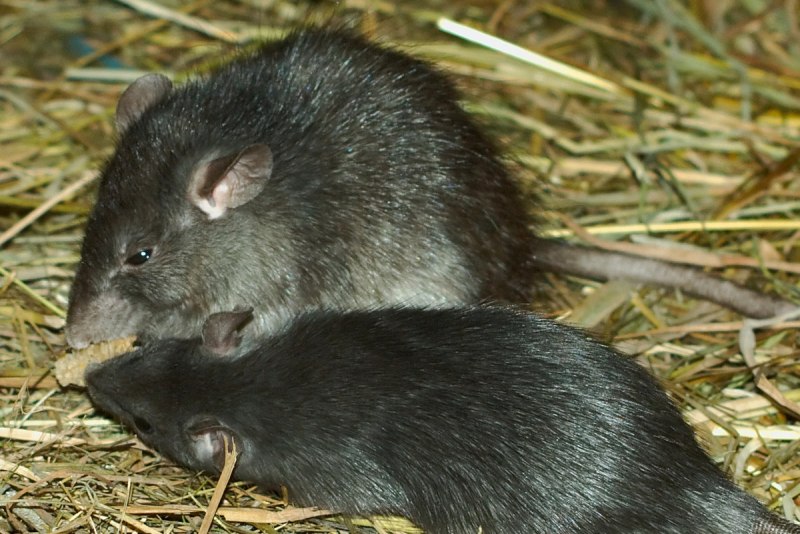 Rat 3d