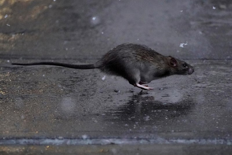 Крыса Rattus Rattus