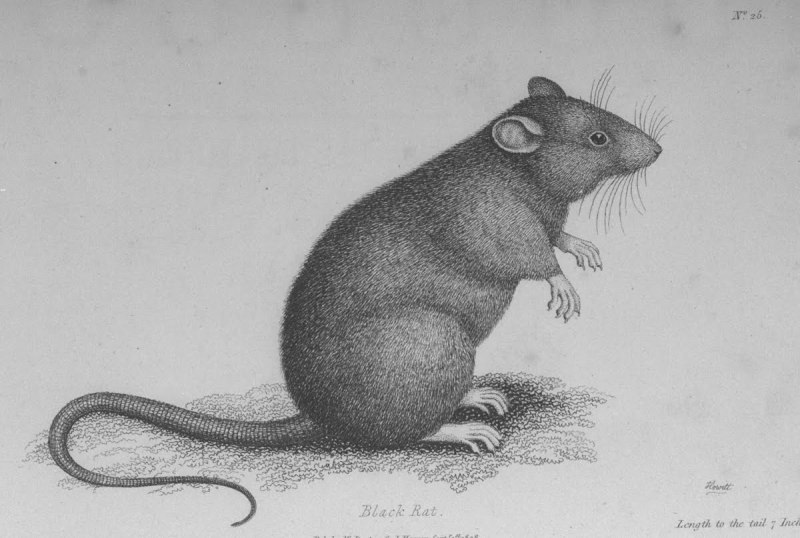 Neoepiblema acreensis