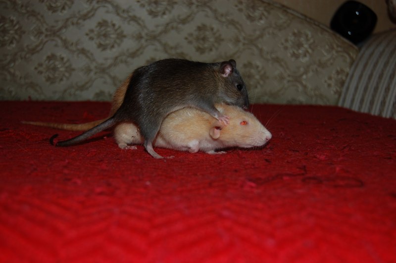 Черная крыса Rattus Rattus Linnaeus