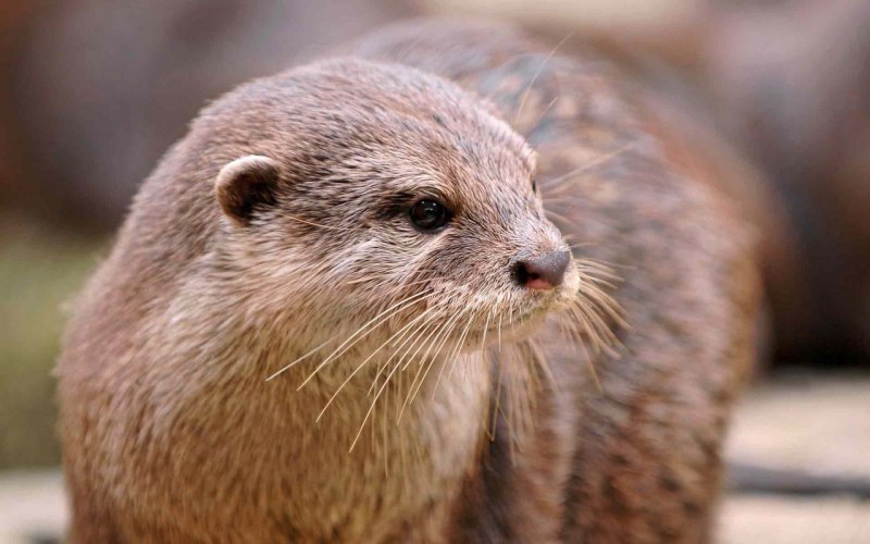 Выдры Otters