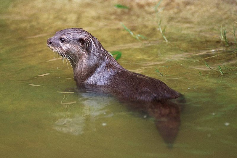 Выдры Otters