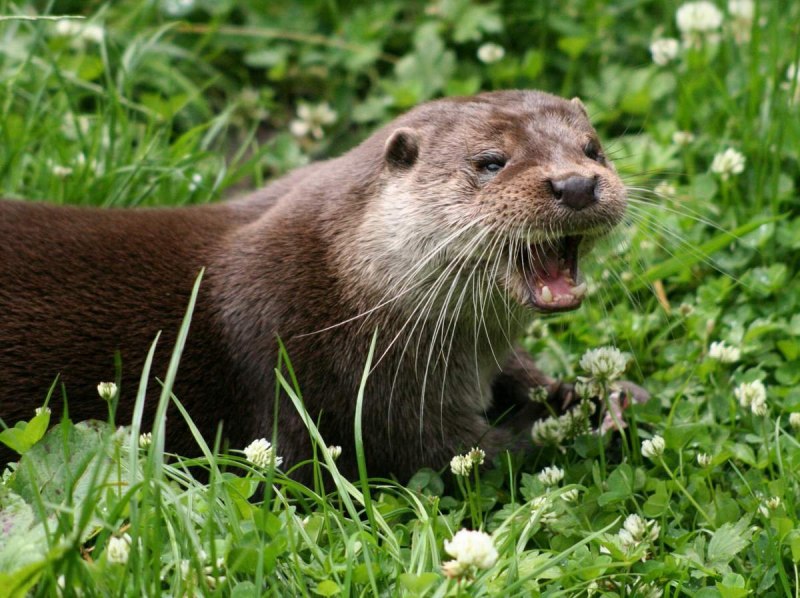 Выдры Otters