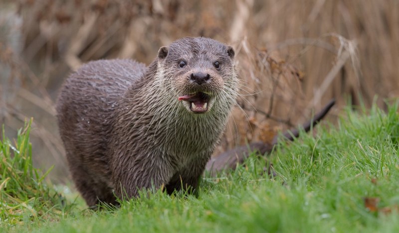 Кавказская выдра (Lutra Lutra meridionalis)