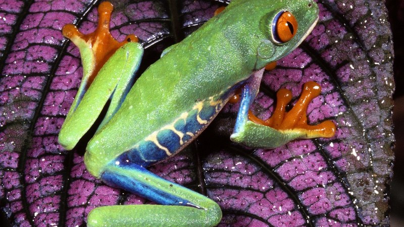Hyla meridionalis