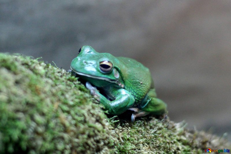 Австралийская голубая квакша Litoria m
