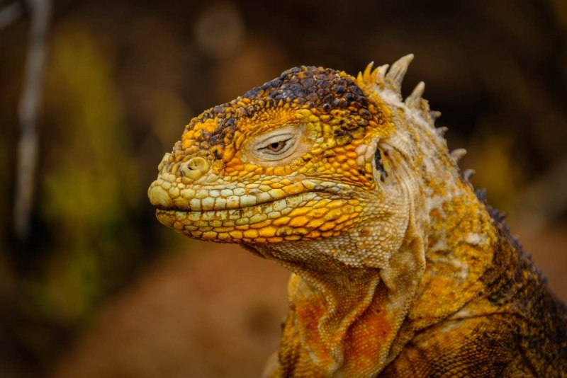 Iguana Iguana Albino