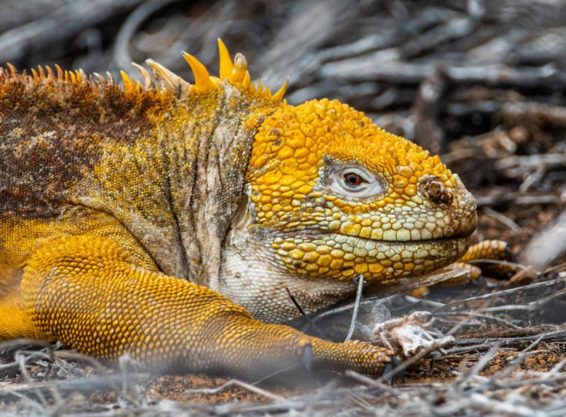 Игуана красная (Iguana Iguana)