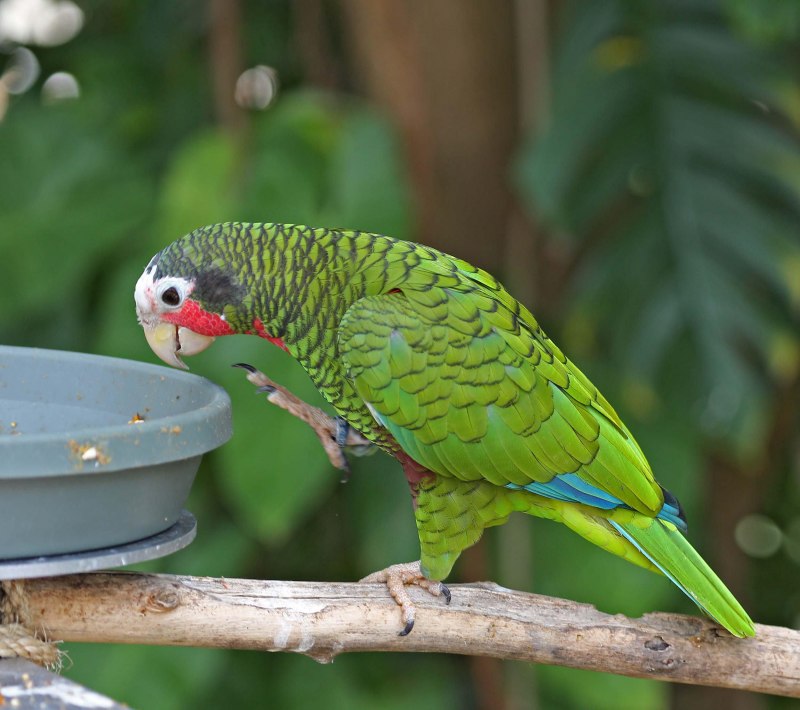 Кубинский амазон попугай (56 фото)