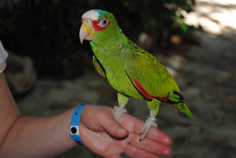 Cotorro