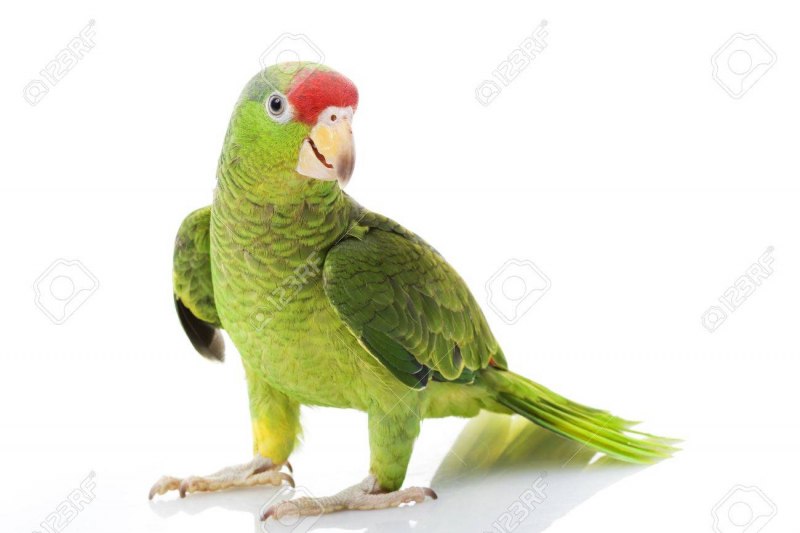 Белолобый Амазон