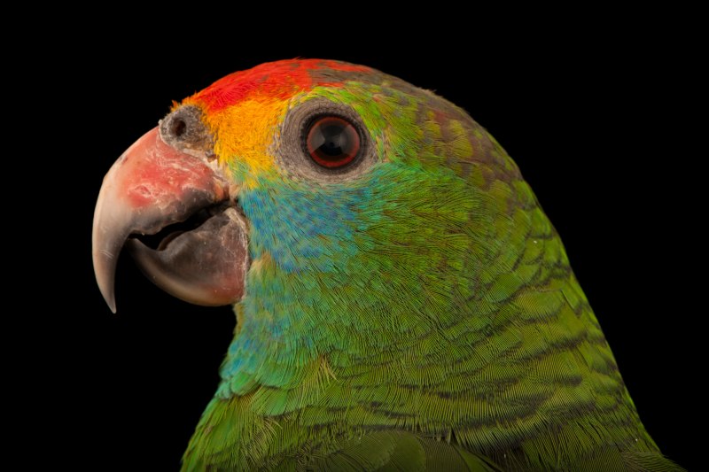 Cuban Amazon