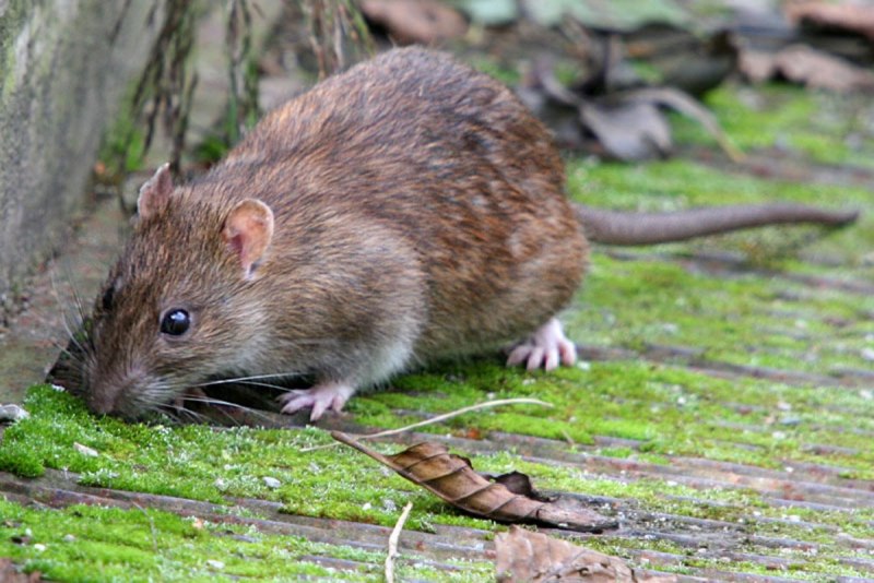 Sciurus vulgaris