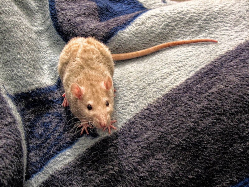 Серая крыса (Rattus norvegicus berkenhout, 1769)