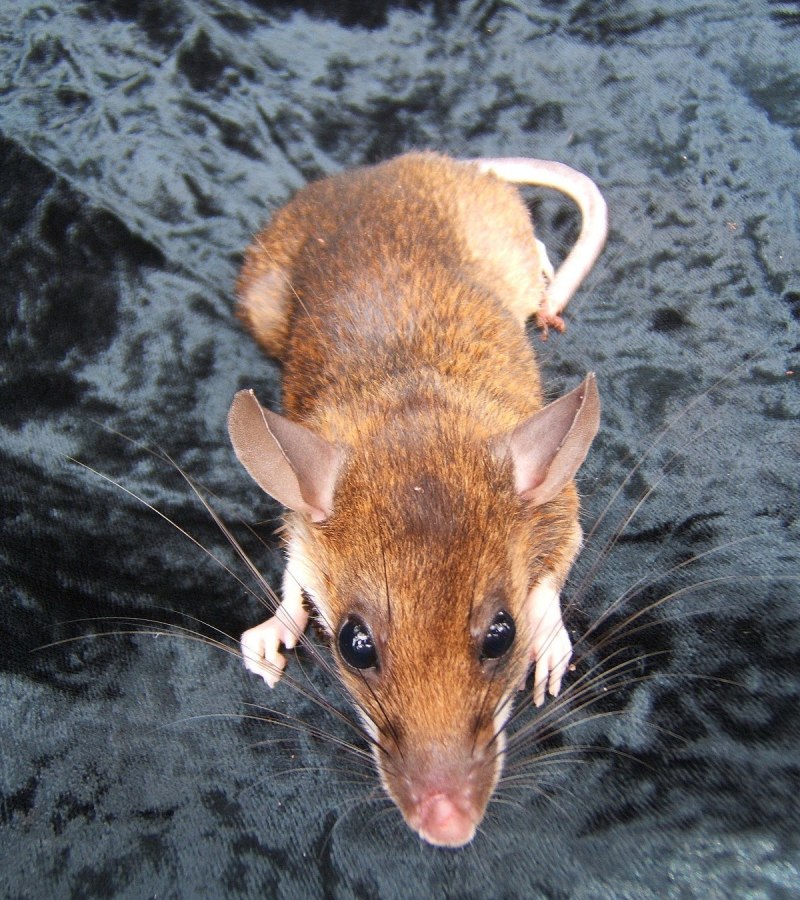 Серая крыса Rattus Rattus