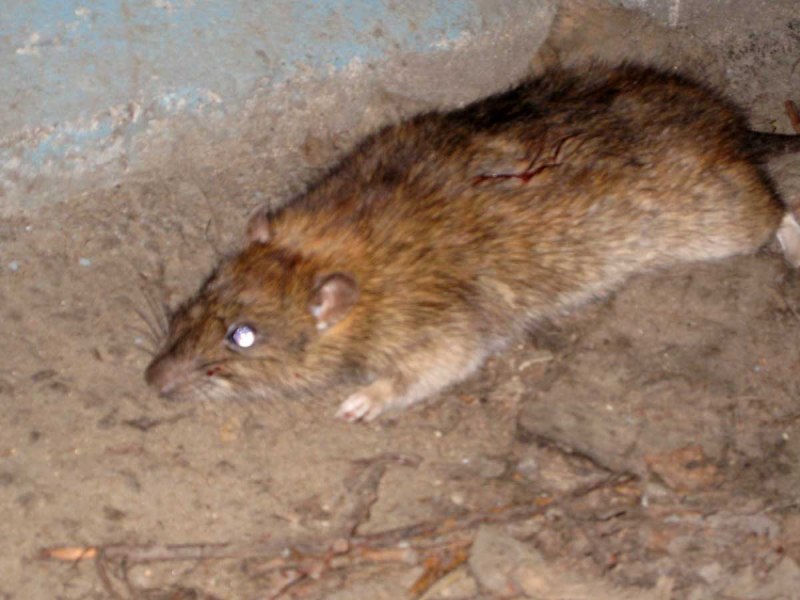 Серая крыса (Пасюк) - Rattus norvegicus.