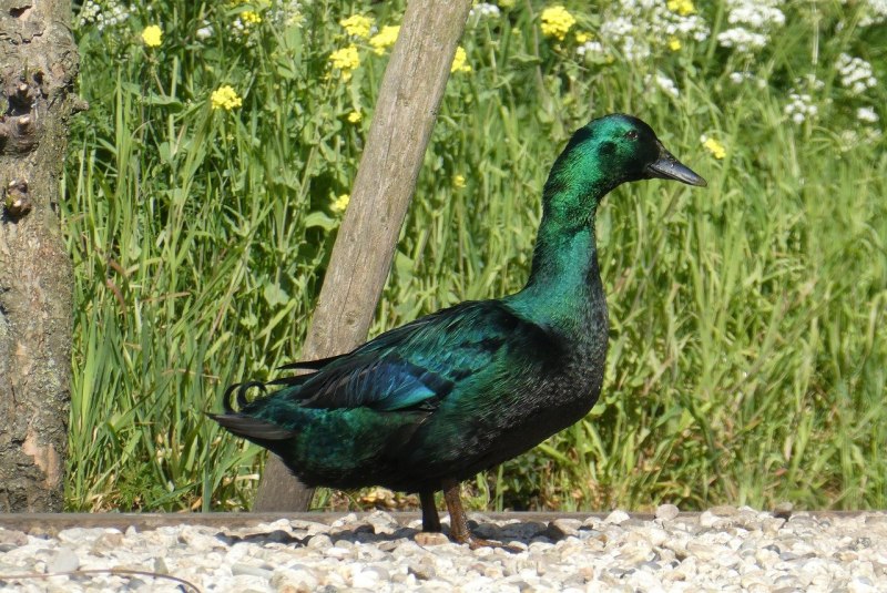 Американская Каюга черная Изумрудная