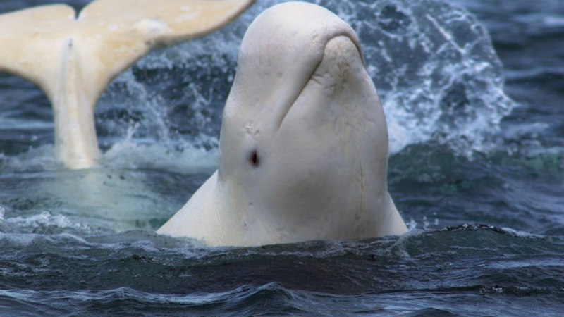Cephalorhynchus commersonii