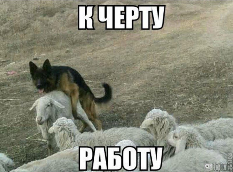 Хвост овцы