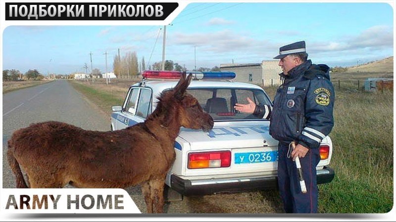 Рога горного козла