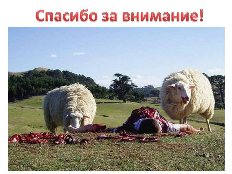 Лысый баран