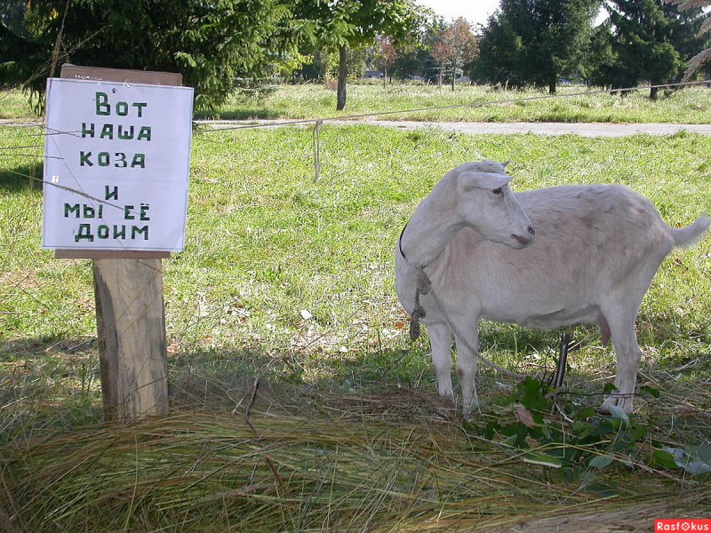 Дорожный баран
