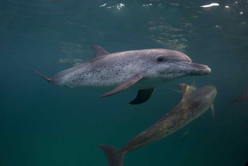 Cephalorhynchus commersonii