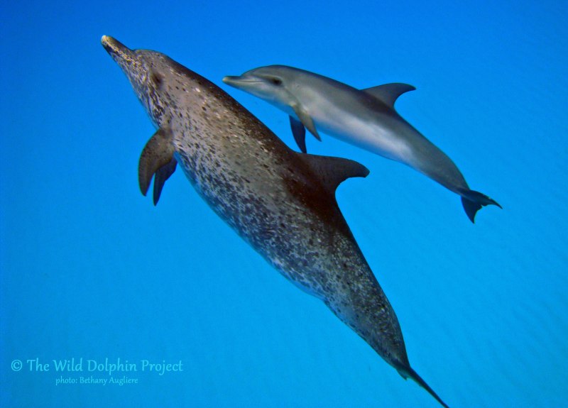 Cephalorhynchus commersonii