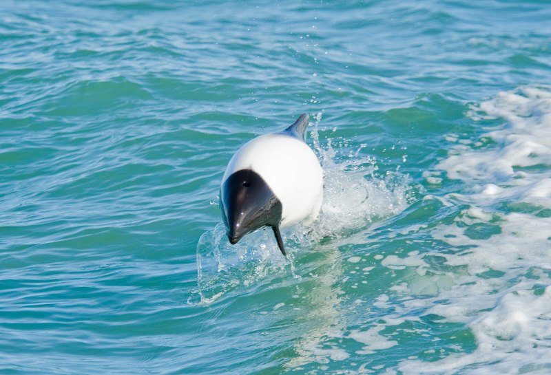 Commerson's Dolphin