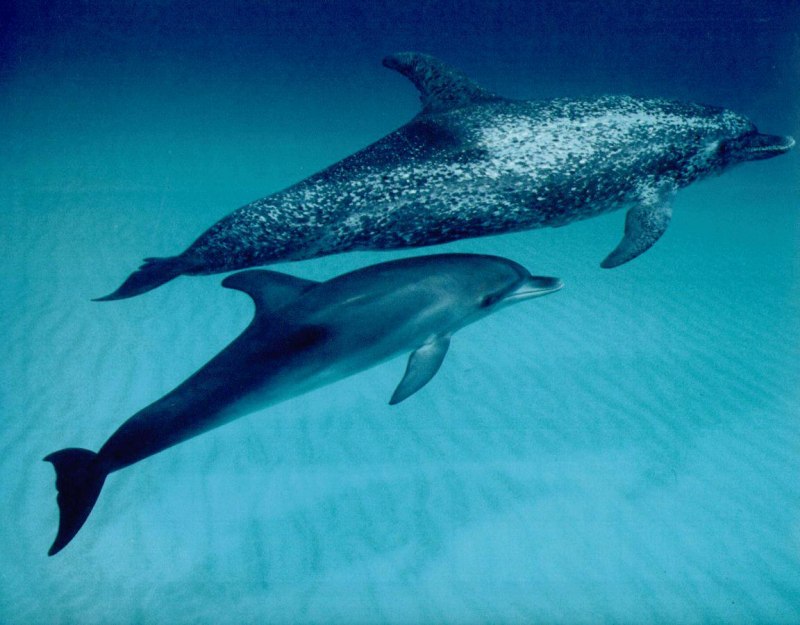 Cephalorhynchus commersonii