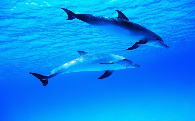 Cephalorhynchus commersonii