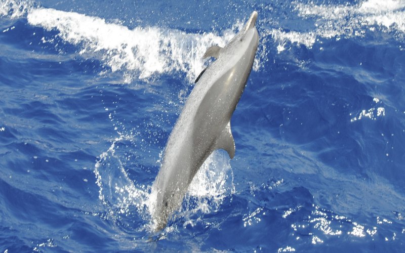 Cephalorhynchus commersonii