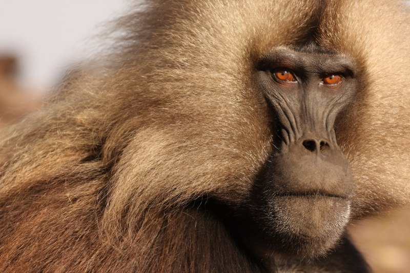 Monkey Maniacs