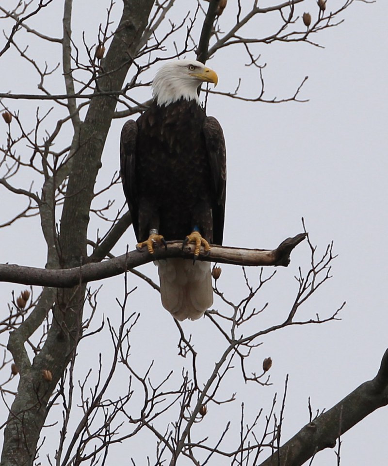 Walk Eagle