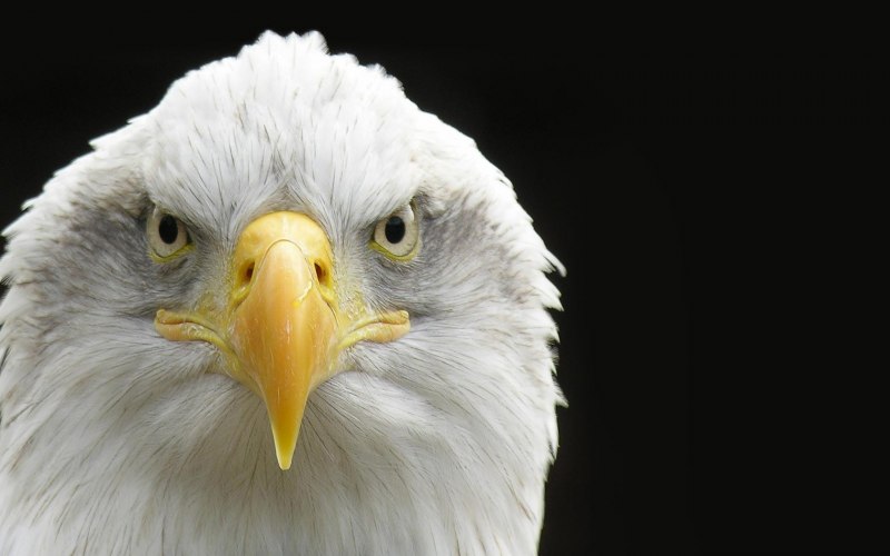 Американский Орлан анфас
