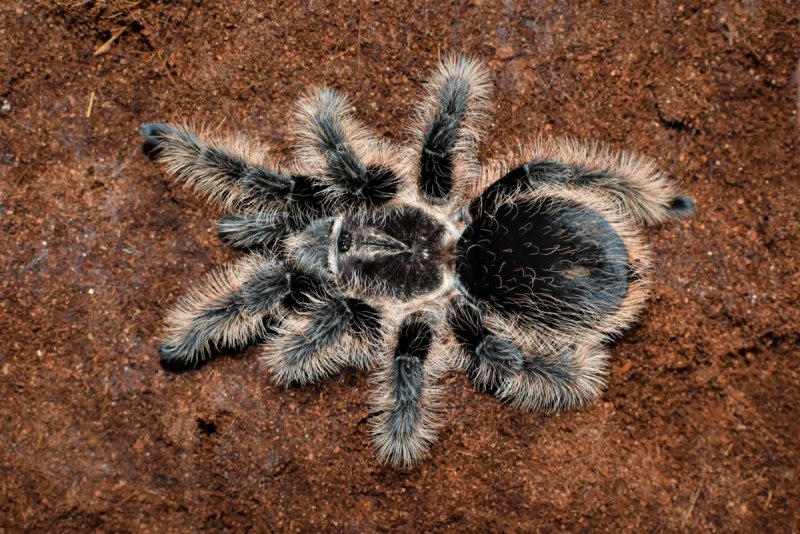 Паук птицеед Brachypelma albopilosum