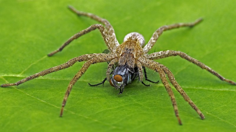 Pisaurina brevipes