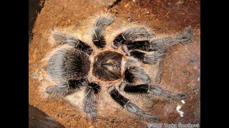 Паук Brachypelma albopilosum