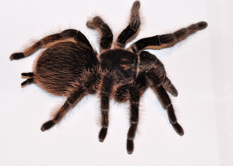 Brachypelma albopilosum Тарантул