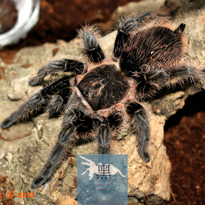 Паук Brachypelma albopilosum
