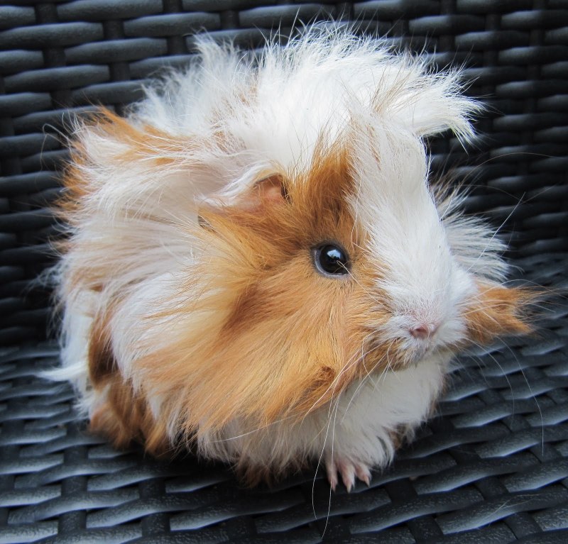 Морская Свинка Коронет
