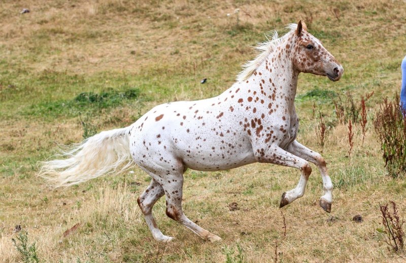 Алтайская чубарая