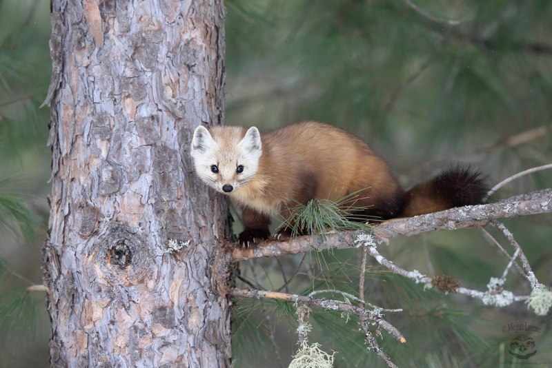 Горностай (Mustela erminea)