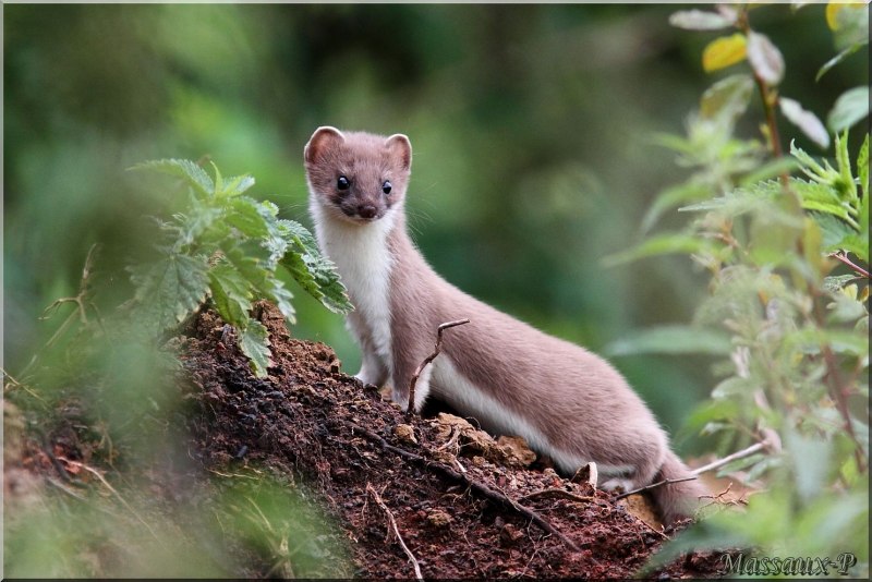 Ласка обыкновенная (Mustela nivalis)