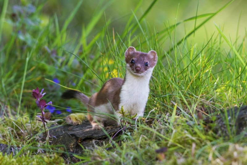 Weasel горностай