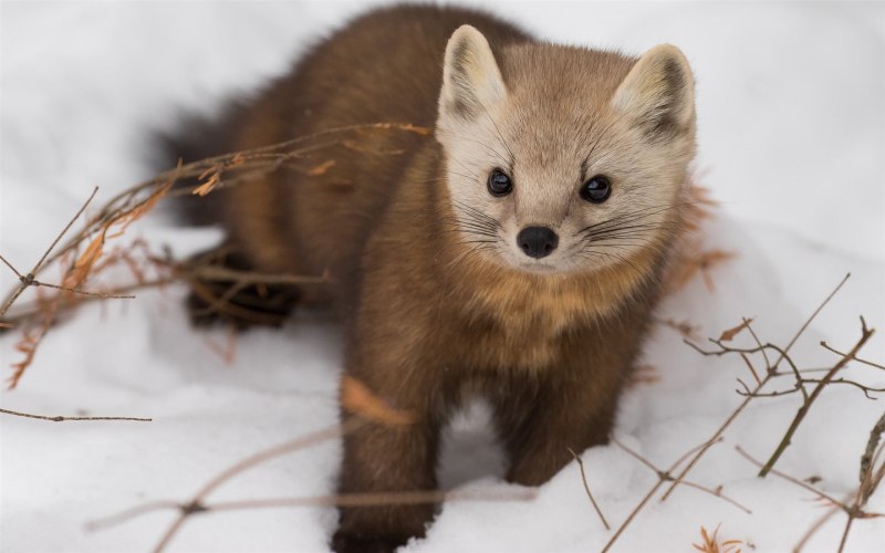 Горностай (Mustela erminea)