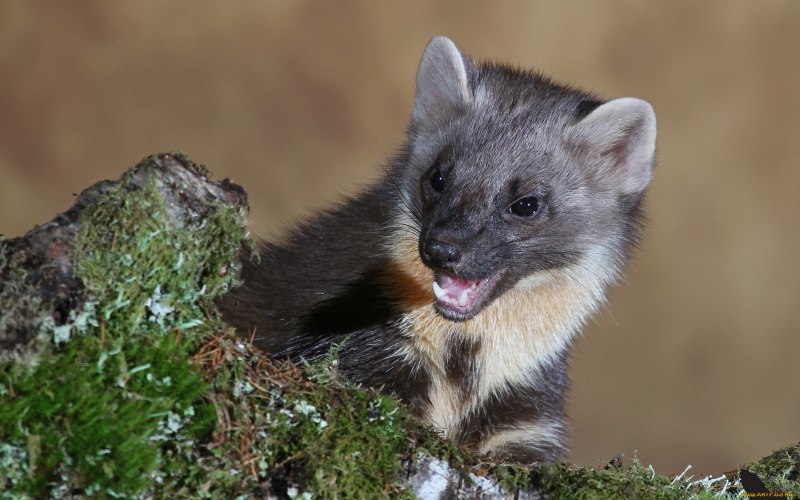 Горностай (Mustela erminea)